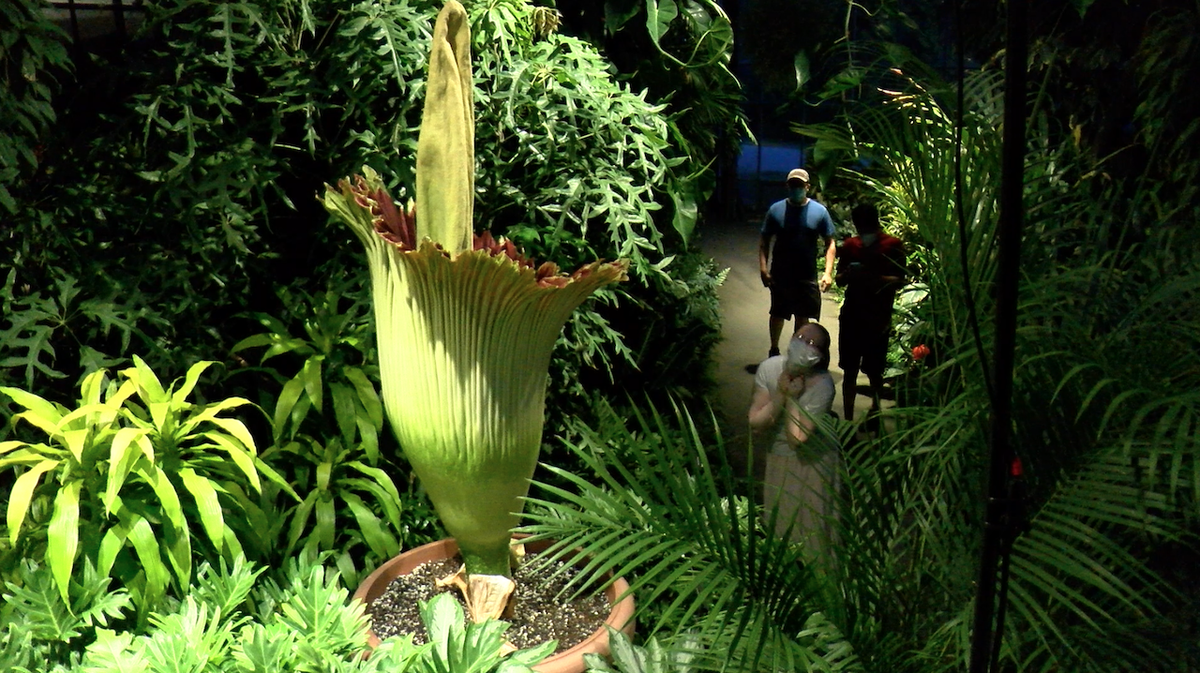 longwoodgardens's tweet photo. I just had to share this screenshot from my Stink Cam. I hope this fan knows that I am sending love right back!! Squee!! This is why I do what I do. And that’s all I have to say about that. #SproutStinks https://t.co/Cwc2XfuXLh
