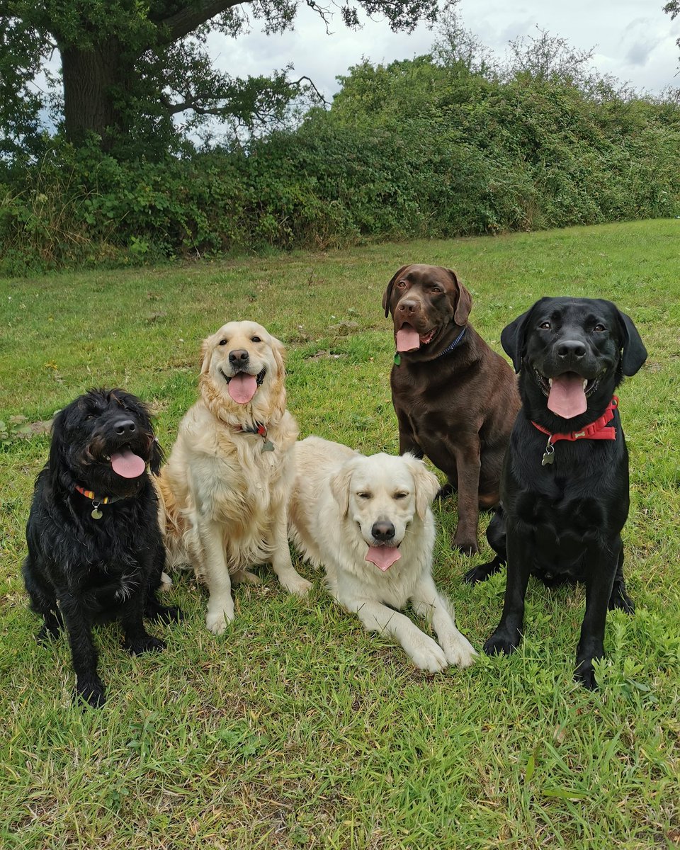 HappyDogsRDG's tweet photo. All my little ducks in a row 😁

Lunchtime crew- Dora, Rio, Baxter, Chester and Otto. ( Dre was busy peeing 😂)

#thecrew #special #wednesday #dogphotos
#happydogs #dogsofinstagram #dogwalkersofinstagram #lifeofadogwalker #dogwalks #dogwalkeradventures #dogwalkersberkshire #dogs https://t.co/sg2kfW4Myf