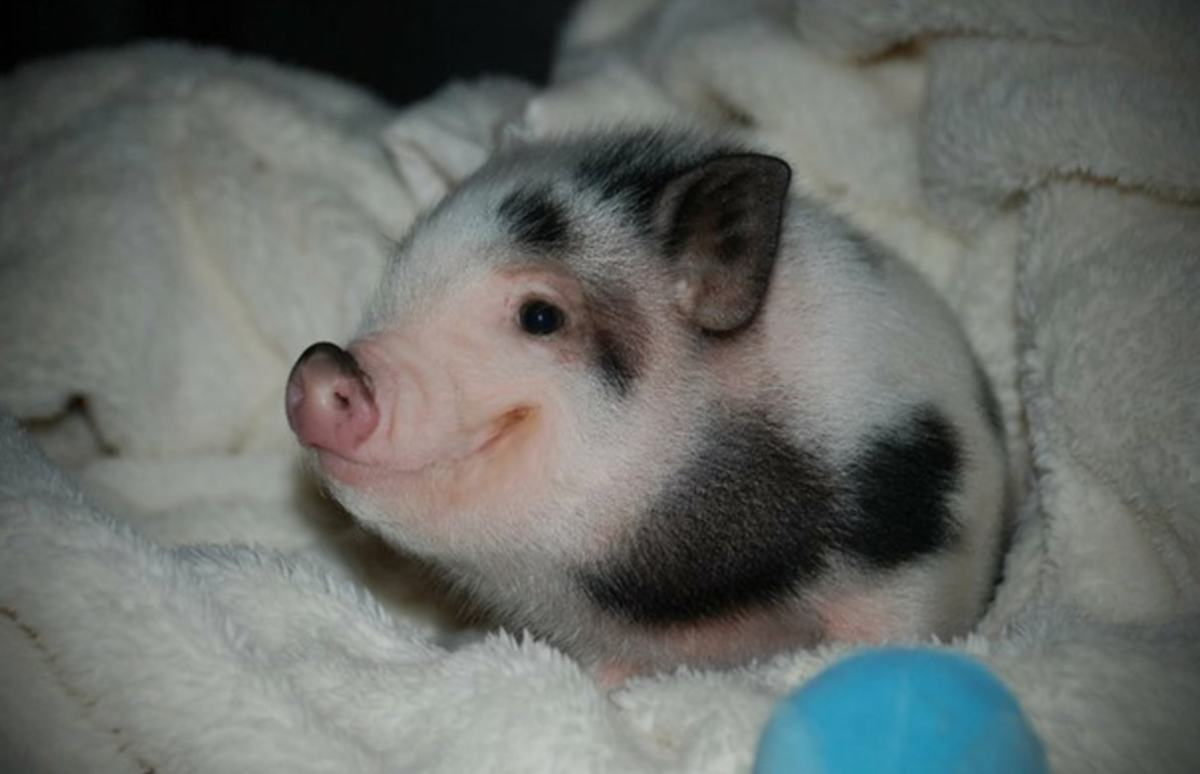 Thread of extremely adorable baby animals, because I think a lot of people (including myself) could use a break from everything happening right now to just coo at tiny balls of adorableness!! Feel free to add your own!!