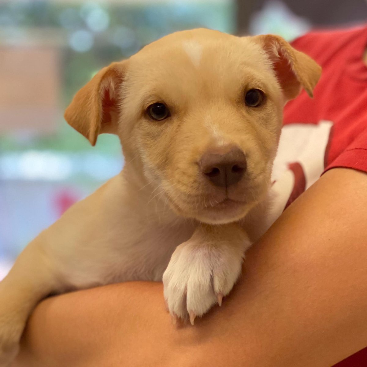 santafeopera's tweet photo. Aria and Bartolo, two more operatically themed pets named by @EspanolaHumane in honor and celebration of what would have been our 2020 season! Quick - these two smush muffins won’t last! Adoptions are by appointment only; apply at https://t.co/Frv37JDCqH #adorbs #operadogs https://t.co/yLd05W1XED
