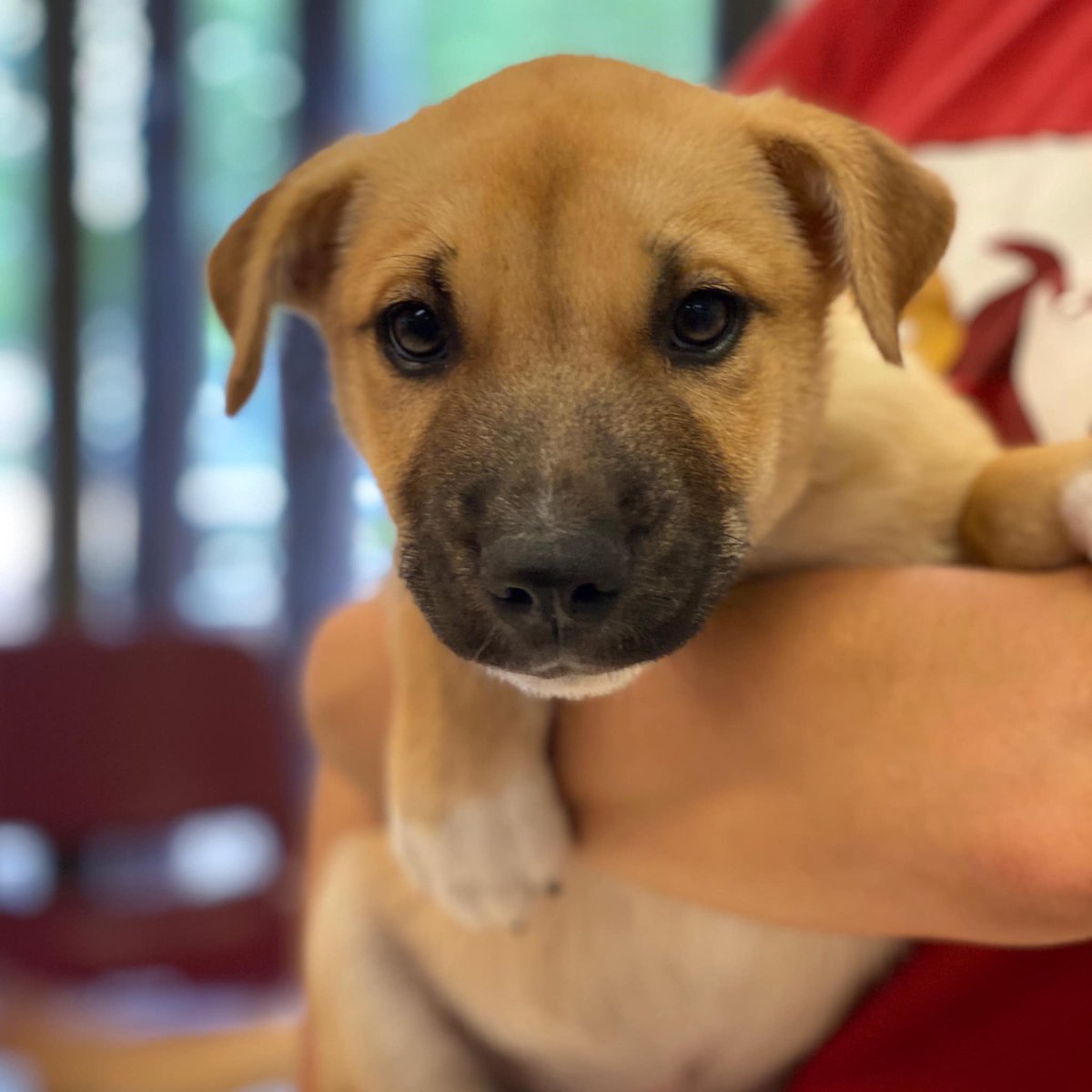 santafeopera's tweet photo. Aria and Bartolo, two more operatically themed pets named by @EspanolaHumane in honor and celebration of what would have been our 2020 season! Quick - these two smush muffins won’t last! Adoptions are by appointment only; apply at https://t.co/Frv37JDCqH #adorbs #operadogs https://t.co/yLd05W1XED