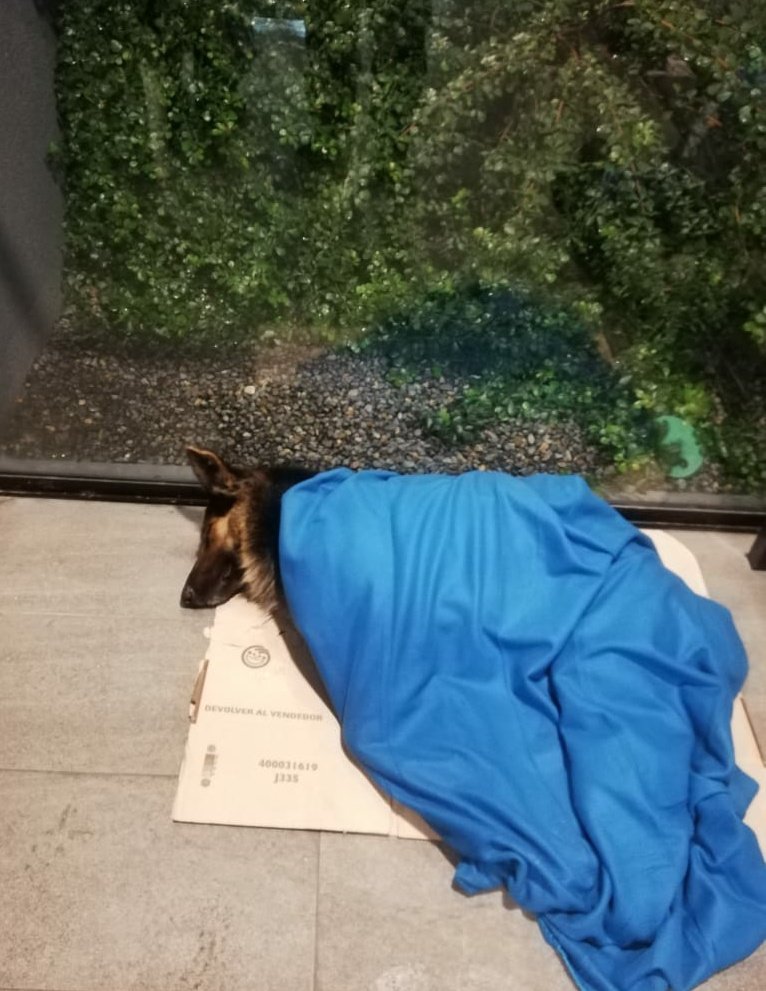 antonietaGuill1's tweet photo. Esta belleza es Rocky. Vive en una bomba de gasolina Copec en las afueras de Talca. Un chico venezolano llamado Rafael compró una cobija para protegerse del frío cuando trabaja en el turno de la noche, y le compró una a Rocky también. 😍
#Chile #Talca https://t.co/0Owc9U8UDE
