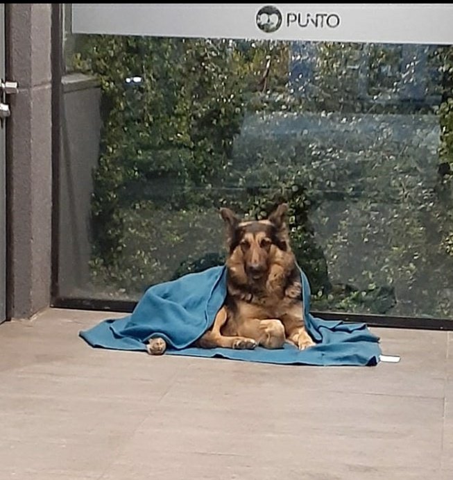antonietaGuill1's tweet photo. Esta belleza es Rocky. Vive en una bomba de gasolina Copec en las afueras de Talca. Un chico venezolano llamado Rafael compró una cobija para protegerse del frío cuando trabaja en el turno de la noche, y le compró una a Rocky también. 😍
#Chile #Talca https://t.co/0Owc9U8UDE