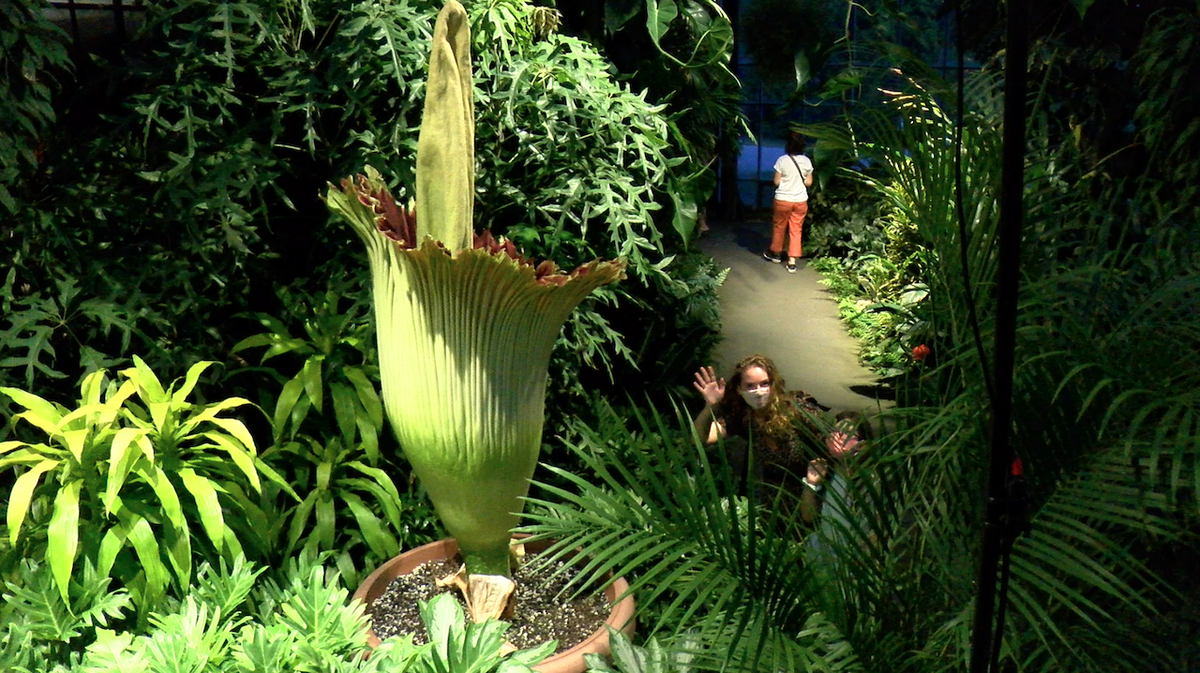 longwoodgardens's tweet photo. This screenshot from my Stink Cam of a mother-daughter visit to see little ol' me is everything. With my story and my stink, I hope I inspired a curiosity and love of plants of all kinds. I’m just overwhelmed with all this plant love! #SproutStinks https://t.co/cnAoh5lf1t