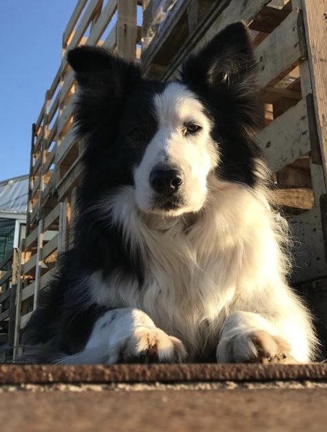 RiannedeIongh's tweet photo. Mijn vriendje Kiam. #bordercollie https://t.co/lX56kTnfCB