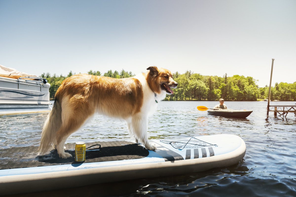 SamuelAdamsBeer's tweet photo. Doggie paddled off with our Summer Ale. #SamCan #BringSummerHome https://t.co/TLWZW0RXXu
