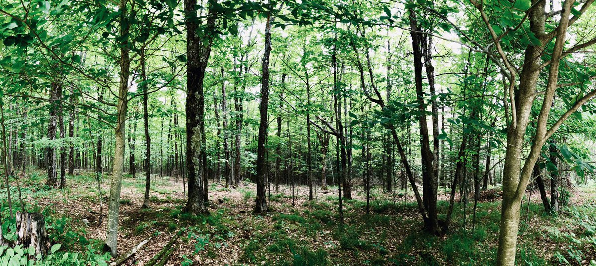 cheryleaston_'s tweet photo. COMING SOON to https://t.co/uWgn88Gxwq

• 129+ acres of unspoiled mixed forest
• 2+bed/1 bath off grid home. 
• To be offered at $399,999.00
• Coe Hill area.

#CoeHill #realtorandmotivator #aleadingdirectioninrealestate #cheryleaston https://t.co/t6Up10QOc3