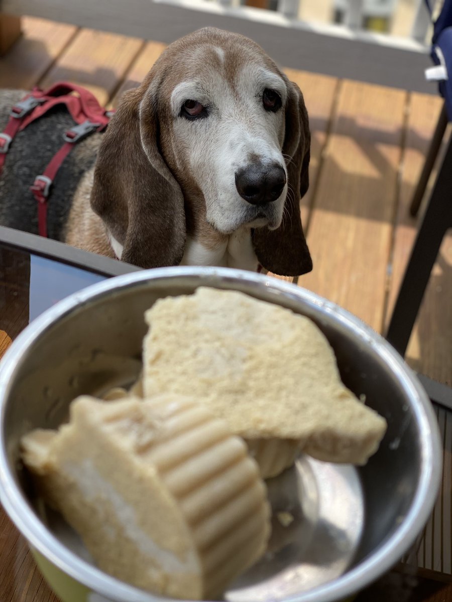 TobyAndArchie's tweet photo. Frozen doggie treat for the summer days ☀️:
1 cup oat milk
1 banana
2 spoons of peanut butter
#homemade #doggielove #spoileddog #veganrecipes #vegandog #vegandogtreats #vegansoftwitter #dcvegans #vegansofvirginia #doglover #animallovers #bassethound #diy https://t.co/4b7Bfq1hwd