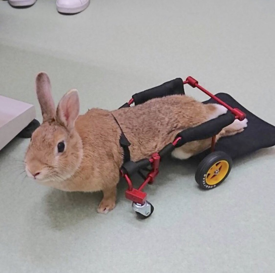 カンタ K コウ うさぎの車椅子作りをしたいので知恵を借りたいです U型 0型 動きやすいのはどれか教えて下さい 木材で作ろうか考えていたのですが 色々調べたら パイプが軽いので まずはそちらを視野に入れようかと思います 皆様のご協力おねがいし