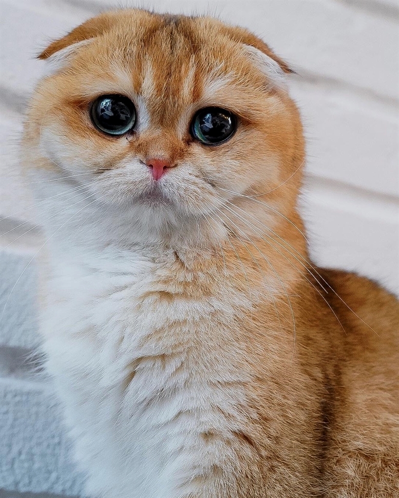 HereKittens's tweet photo. https://t.co/8cyJaQUGnO