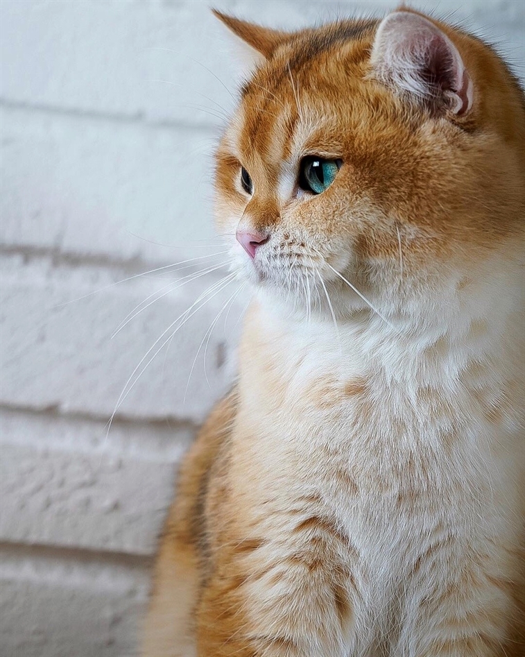 HereKittens's tweet photo. https://t.co/8cyJaQUGnO