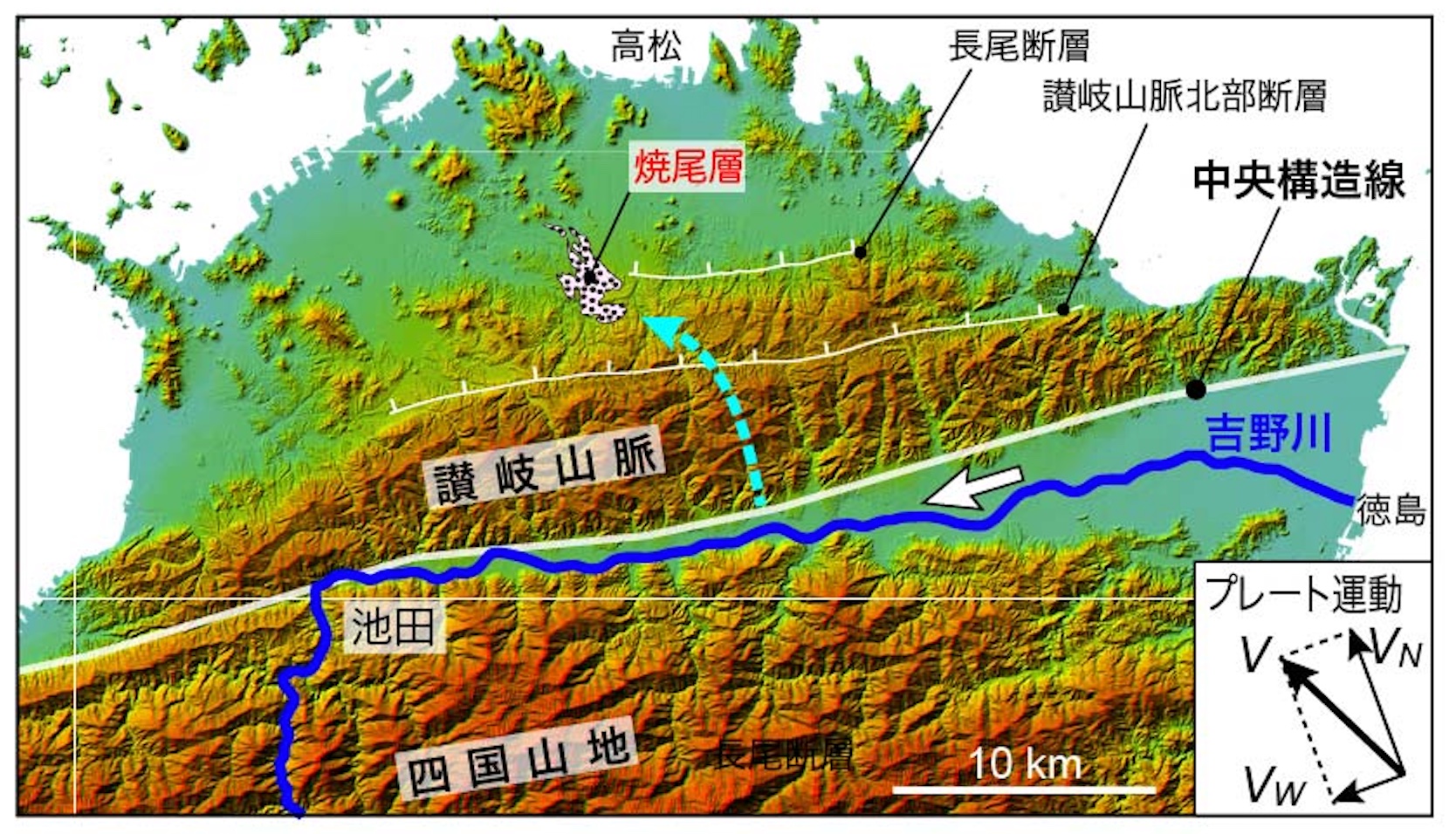 巽好幸 約400万年前の焼尾層は四国山地の変成岩を含む河川堆積物 かつて吉野川は讃岐平野 に流れ込んでいた 青矢印 300万年前のフィリピン海プレートの方向転換以降 中央構造線が年間１ ２センチ横ずれすると同時に 圧縮成分vnで讃岐山脈が隆起