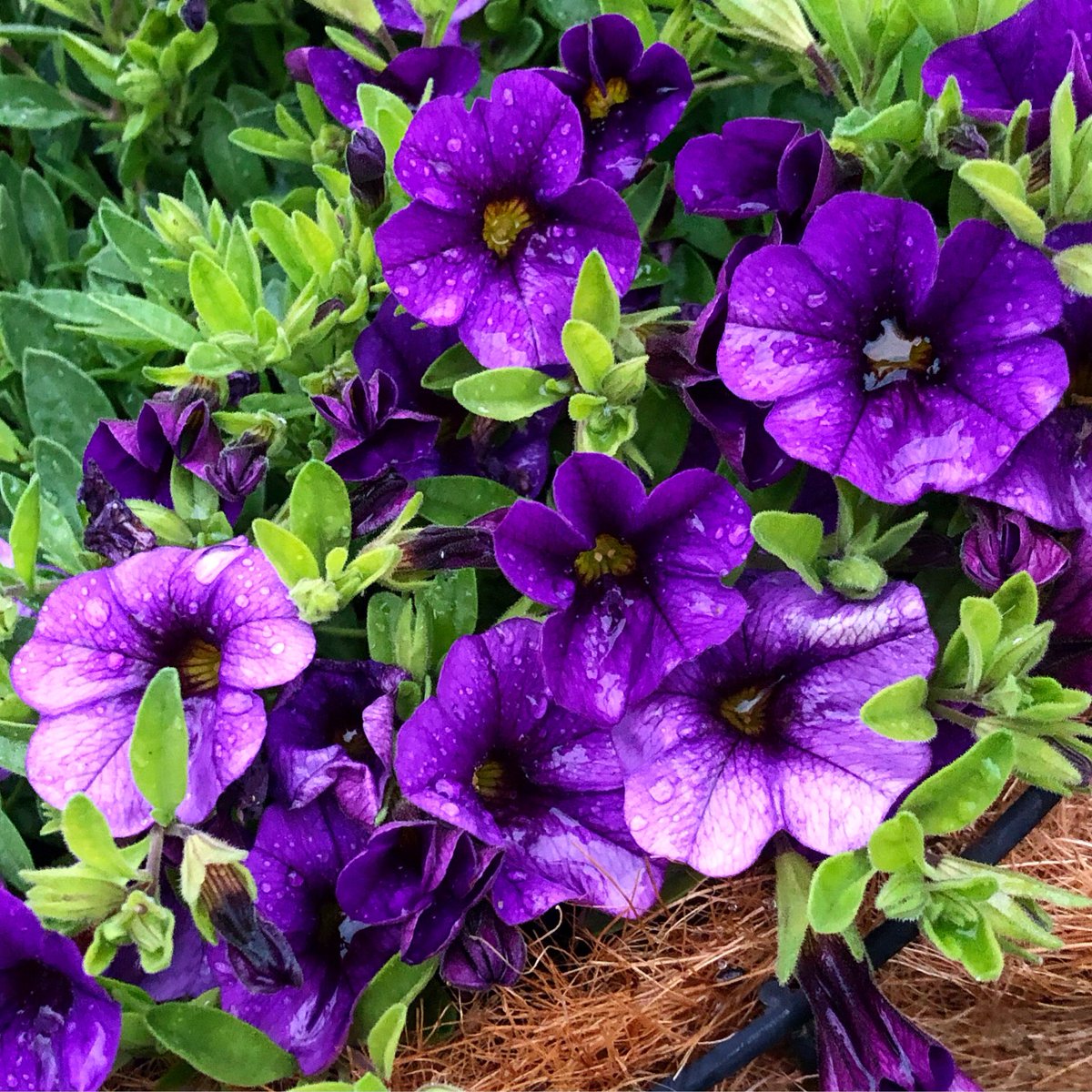 AmyMcTweetFace's tweet photo. Maybe I can just use this account to spam my timeline with pretty flowers from my otherwise completely messy garden 💐 https://t.co/s9Mpla7H6y