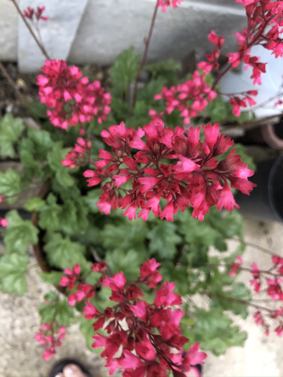 AmyMcTweetFace's tweet photo. Maybe I can just use this account to spam my timeline with pretty flowers from my otherwise completely messy garden 💐 https://t.co/s9Mpla7H6y