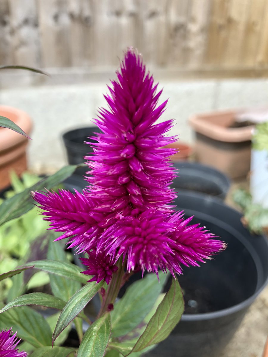 AmyMcTweetFace's tweet photo. Maybe I can just use this account to spam my timeline with pretty flowers from my otherwise completely messy garden 💐 https://t.co/s9Mpla7H6y