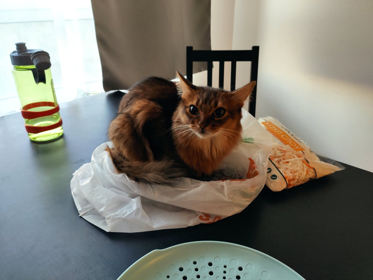 pvt_offline's tweet photo. Медленно но верно
В вагон запрыгивает пакетный кот
#PetTrain https://t.co/uCvT5PHsDq