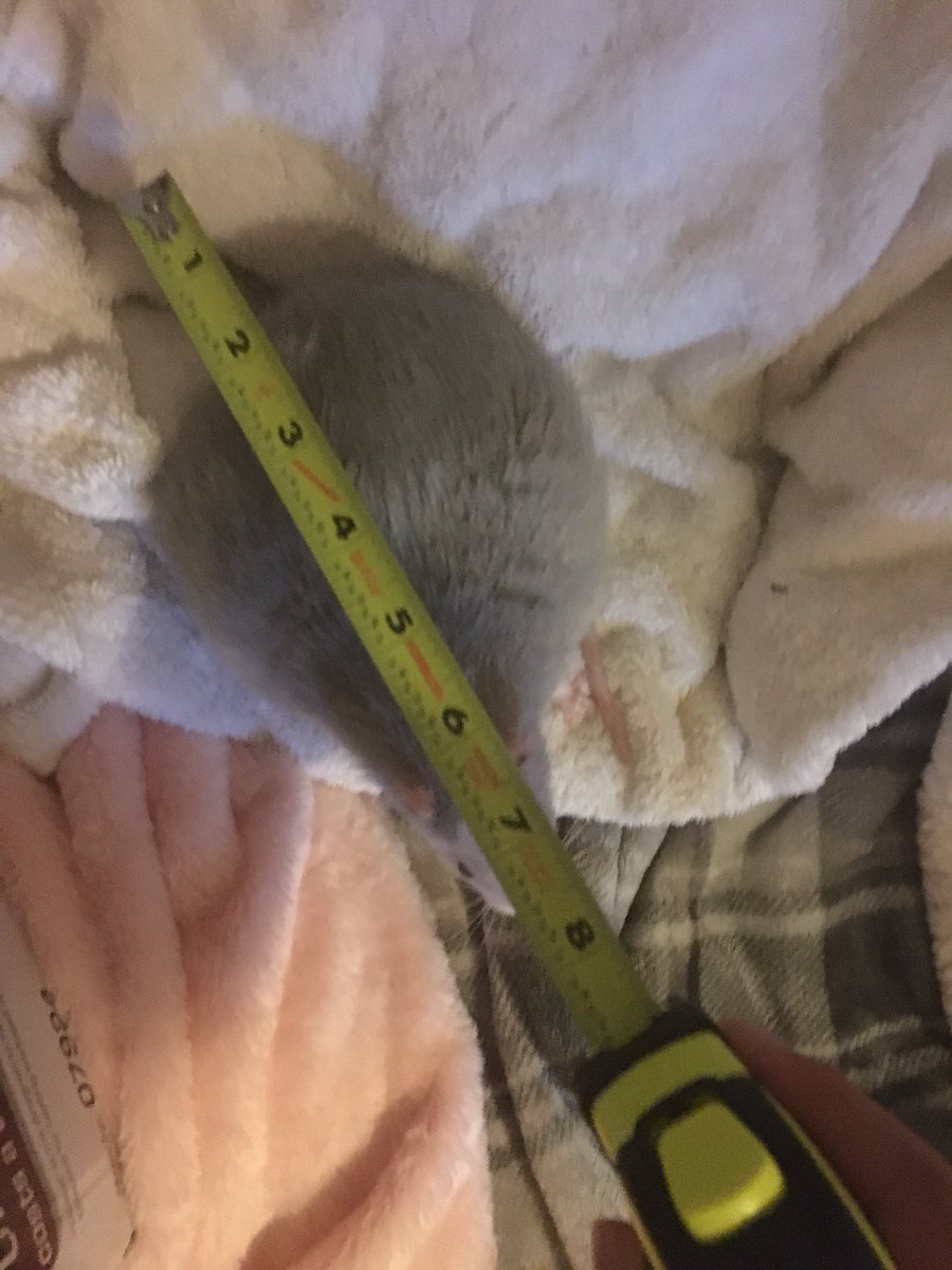 Blue the rat tweet media