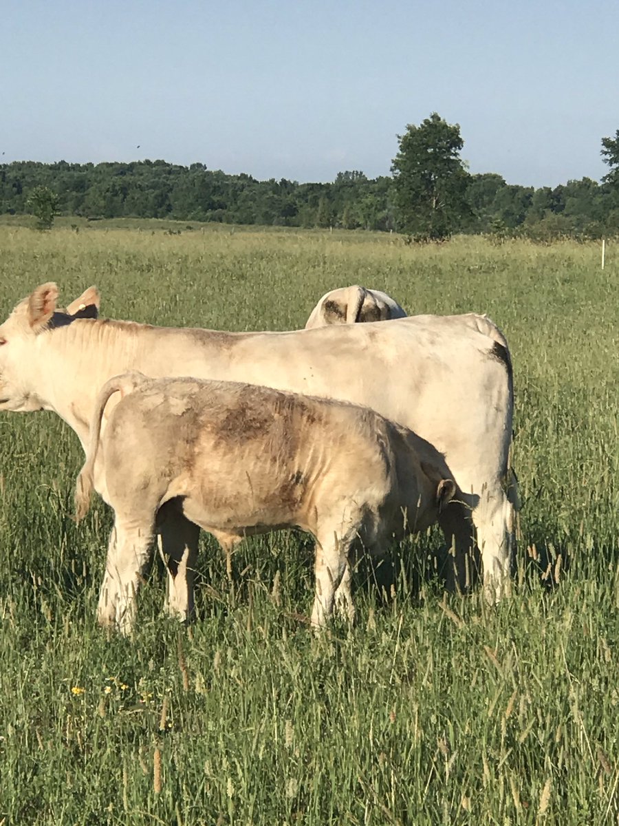 brecou9's tweet photo. The grass may be stalled out with the drought but the bull calves haven’t missed a beat! #cornerviewcharolais @BrianCoughlin2 https://t.co/22OPKdgspn
