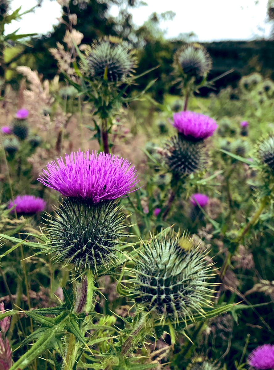 The beauty of nature...

#thistle #flowerofscotland #nature #ontherange #freerange