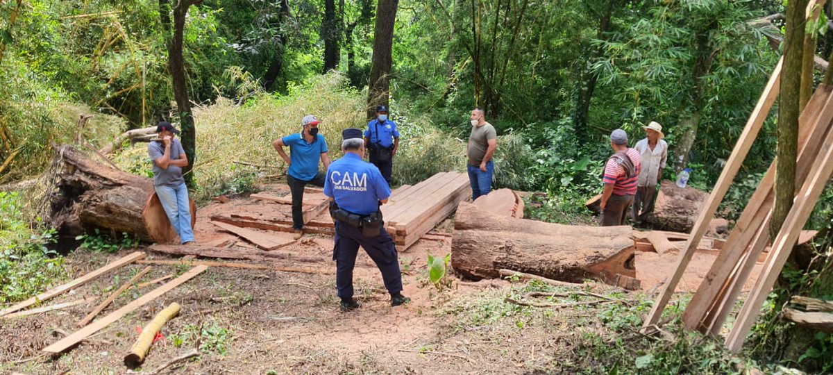 Alcaldía de San Salvador on X: "🚨🌳 Hemos atendido una #DenunciaCiudadana  por una tala ilegal de árboles para sustraer madera en el parque de La Cima  III. Nuestros agentes del CAM se