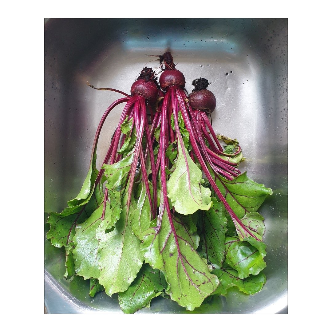 Homegrown organic beetroot 💜
.
.
#homegrown #organic #beetroot #giy #homegrownfood #gardenlife #covidgardening #seed #fromseedtotable