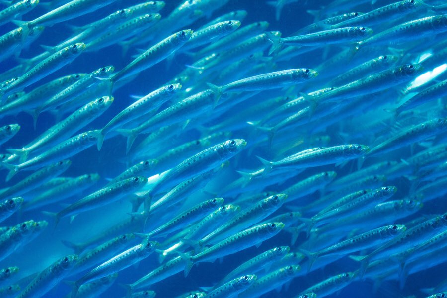 slziegler220's tweet photo. Its Wednesday which means it’s time for #WhatFishWednesday! (I almost forgot 😦)
As Dr. Milton Love says one of his books, “(this fish).. are small, pelagic schooling fish with a a doomed story arc.”
Keep your guesses coming. Fish reveal at 2pm PDT.
📷: @NOAAFisheries https://t.co/A7oCvZy5w9