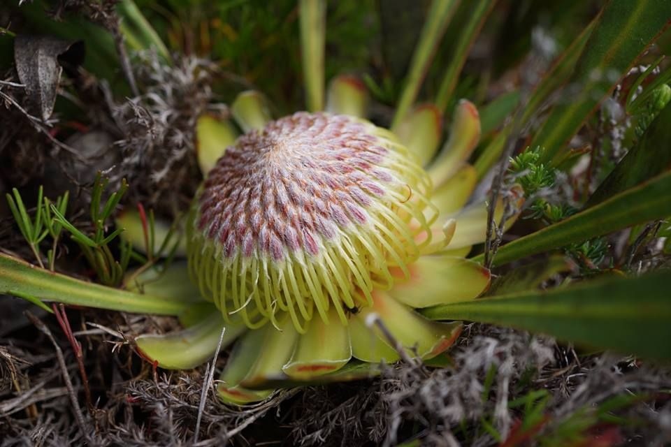 Grootbos's tweet photo. Nature is the master of ingenious design.
This botanical beauty, Protea acaulos, is a ground creeping protea and is pollinated by an endemic mouse.
#InspireTheFuture #GrootbosMagic #DreamNowTravelLater https://t.co/8vkGk3CAEQ