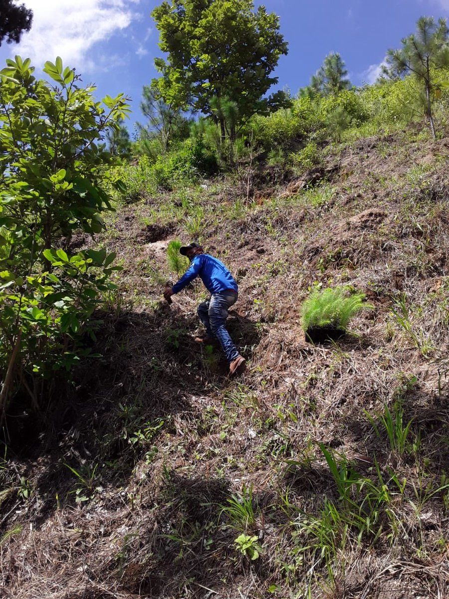 amsaguate's tweet photo. División Forestal de -AMSA- continúa con proyecto de reforestación en el municipio de Villa Nueva. 🌳🍃🍀
#AMSA
#GobiernoDeGuatemala
#VicepresidenciaDeGuatemala
#YoReforesto
¡Recuperar el Lago de Amatitlán es Responsabilidad de Todos! https://t.co/08pyPW1Fj9