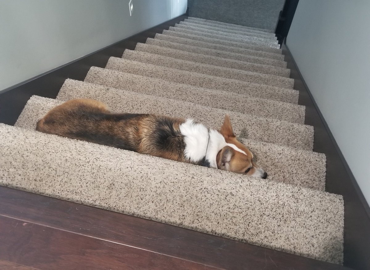 Tank_the_Corgi tweet media