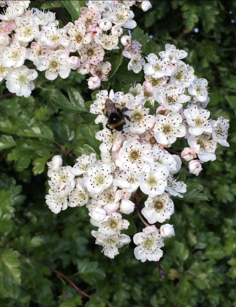 .Throughout Bank of Ireland Virtual Farm Weekend we want to highlight how important farmers are in promoting our rich countryside &amp; maintaining it for us to enjoy. With this in mind how many of these flowers &amp; shrubs located around participating farm <a href="/FarmDonagh/">Donagh Cottage Farm</a> can you identify?