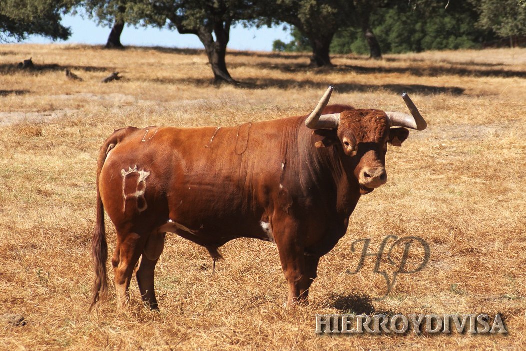 hierroydivisa (@hierroydivisa) on Twitter photo Toros para todos los gustos en la finca La Zamorana de <a href="/GGuadalest/">Ganadería Guadalest</a> pero con un común denominador: las preciosas hechuras. <a href="/jcsanchezcuenca/">Juan Carlos Sanchez</a> Toros para todos los gustos en la finca La Zamorana de <a href="/GGuadalest/">Ganadería Guadalest</a> pero con un común denominador: las preciosas hechuras. <a href="/jcsanchezcuenca/">Juan Carlos Sanchez</a>