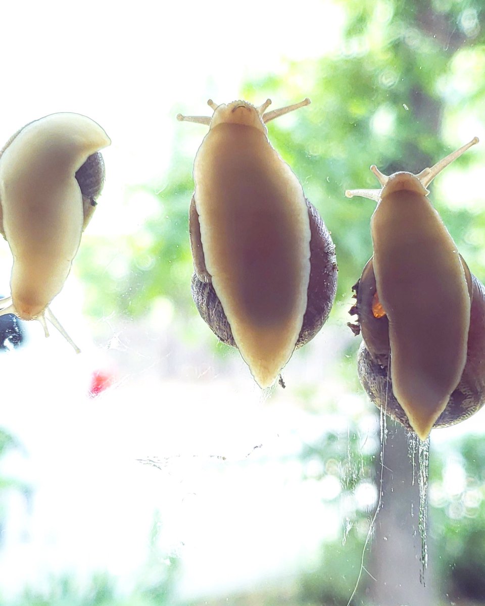 TONERhm's tweet photo. Snails love old windows and cold ac. They swim in the condensation on the outside. This is also a clue that your wood windows will fall apart from the outside in without a ton of attention and maintenance.
#TonerHomeMatters #forensicwalkthrough #houstonconstruction #houstonhomes https://t.co/4Ho8ISgeX9