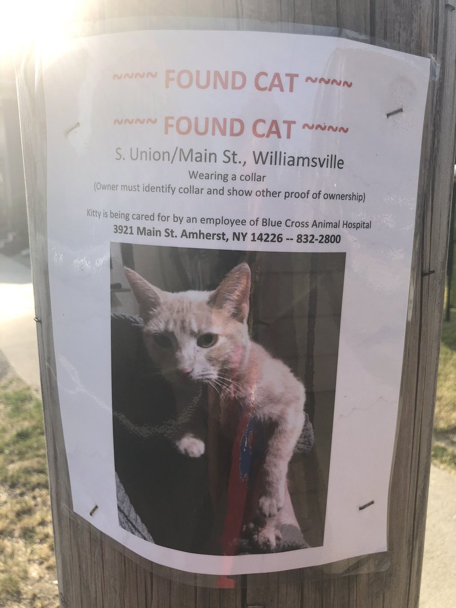 YourSPCA's tweet photo. Found cat alert!!! This flier was seen early this morning in the village of Williamsville. Anyone missing this sweetheart? https://t.co/mhB9cgn2yj