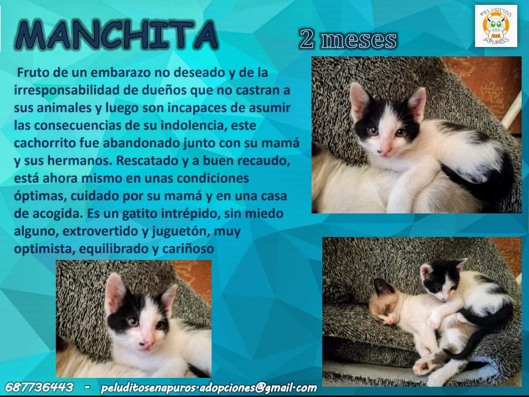 Conociendo a :
MANCHITA
( El último de su camada por encontrar un hogar definitivo )
#AdoptaParaTodaLaVida #adoptanocompres #AdopcionResponsable #bsbycats #mininos #gatos #Madrid