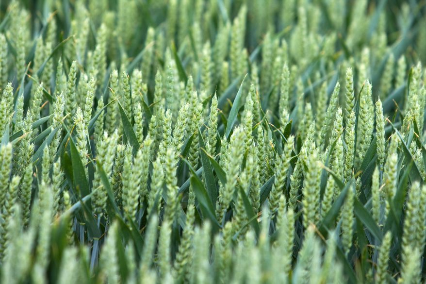 AHDB Cereals tweet media