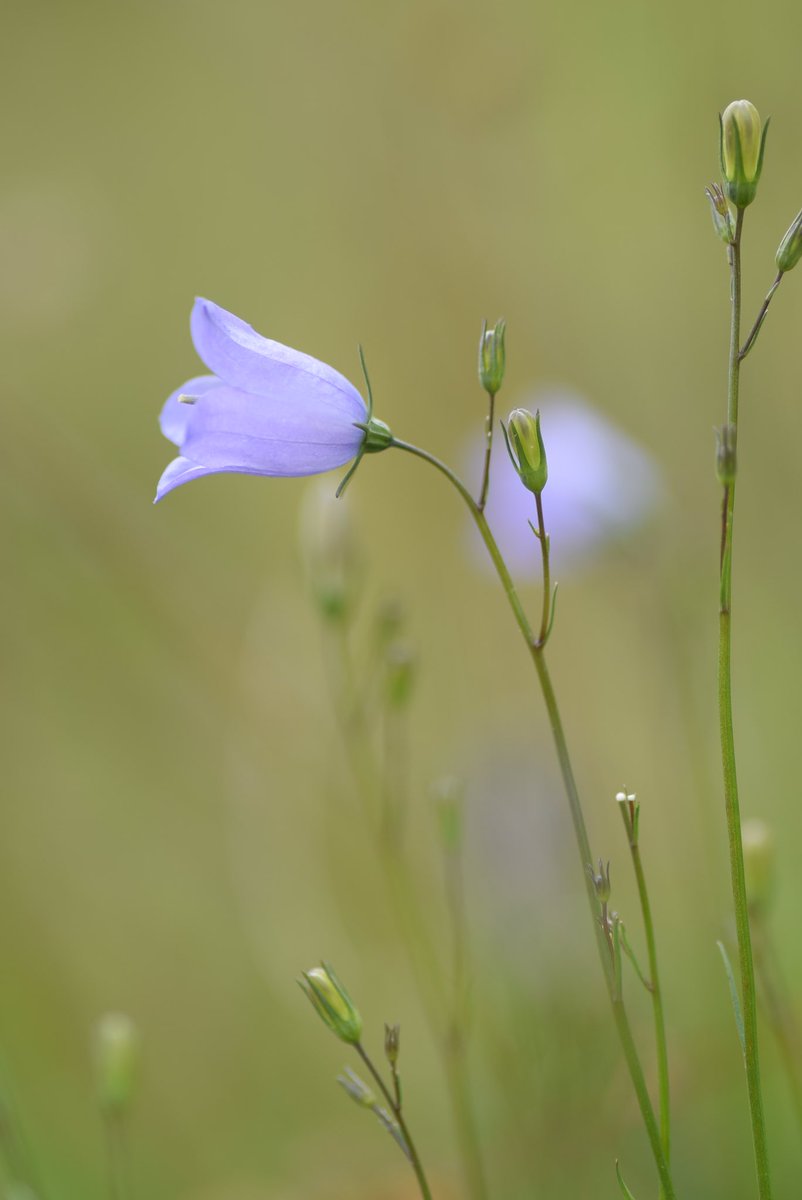 The other day I experienced one of those magical nature moments that brings tears to your eyes: I discovered bees sleeping in harebell flowers. Isn’t that wonderful?