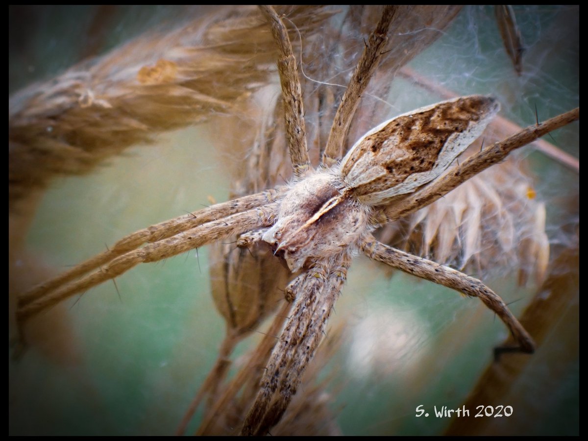 wirthstef's tweet photo. #macrophotography of #female of #spider #Pisaura #mirabilis #guarding the #web with its #eggs on a #meadow in #urban #park #Plötzensee in #Berlin #July #2020 Copyrights #Stefan #F. #Wirth
#Araneae #macro #photography #colorful #macroworld #arachnid #photographer #picoftheday https://t.co/cMpHpcJj6m