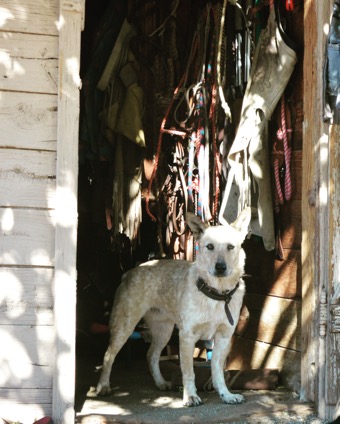 AZDudeRanches_'s tweet photo. Since we are right in the middle of “The #DogDays of #Summer,” we thought we’d share a few photos of our favorite ranch dogs from @ElkhornRanch! Come say “hi” to these loveable hounds when you stay! Hit the link in our bio for details about all of our #ArizonaDudeRanches! https://t.co/HFp0tziD75
