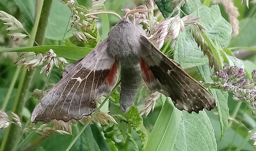 Big fuzzy Poplar Hawk-moth in the trap this morning! #teammoth #lepidoptera #MothsMatter #Fife