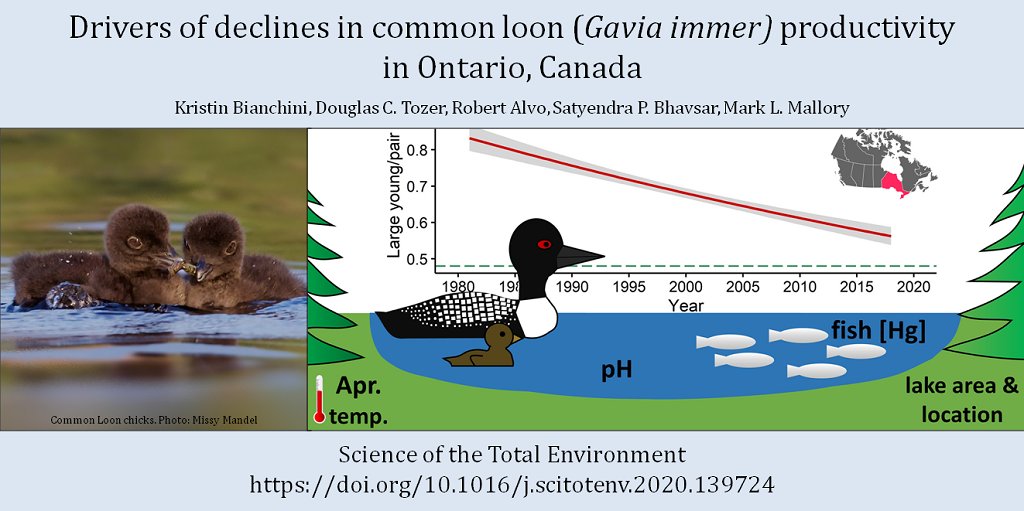A team of scientists from  @BirdsCanada,  @AcadiaU, &  @ONresources release new paper on causes of decline in Common Loons in ON. 38 yrs of data collected by Citizen Scientists with our Canadian Lakes Loon Survey made this research possible! Learn more:  https://www.birdscanada.org/new-study-helps-explain-why-loons-are-raising-fewer-chicks-in-ontario/