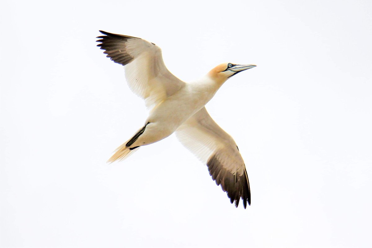 #salteeisland #gannets #puffins #razorbill #sandeel #birds #seabirds #wildlife #nature