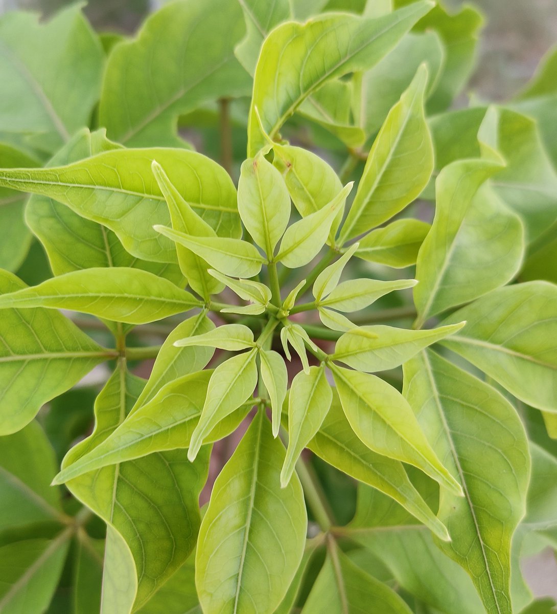 afforestt's tweet photo. Crateva religiosa/ Barna/ Varun flaunting it's new growth in one of our forest. 
#afforestt #NativeWildForever #Forestscaping https://t.co/l6A0hpzPoe