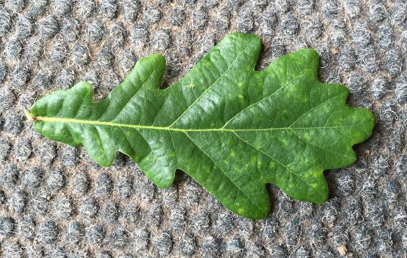 An important, but rather subjective feature is the shape of the leaf base. It should be cuneate (like a narrow wedge of cheese) in Quercus petraea (right).  It should have two ear-lobes (cordate auriculate) in Q. robur (left). Hybrids often have 1 cuneate and 1 auriculate side
