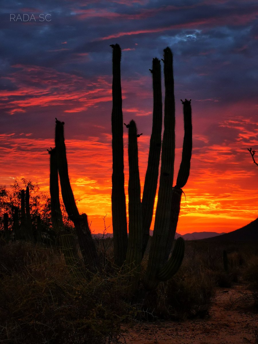 Rada_SC's tweet photo. Amanecer de hoy en San Carlos, Sonora https://t.co/GcAbYhnIGZ