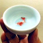 お酒を注ぐと金魚が泳いで見える!？香港で買った盃が素敵!