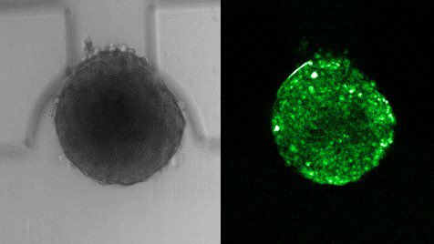 Sally A. Peyman tweet media