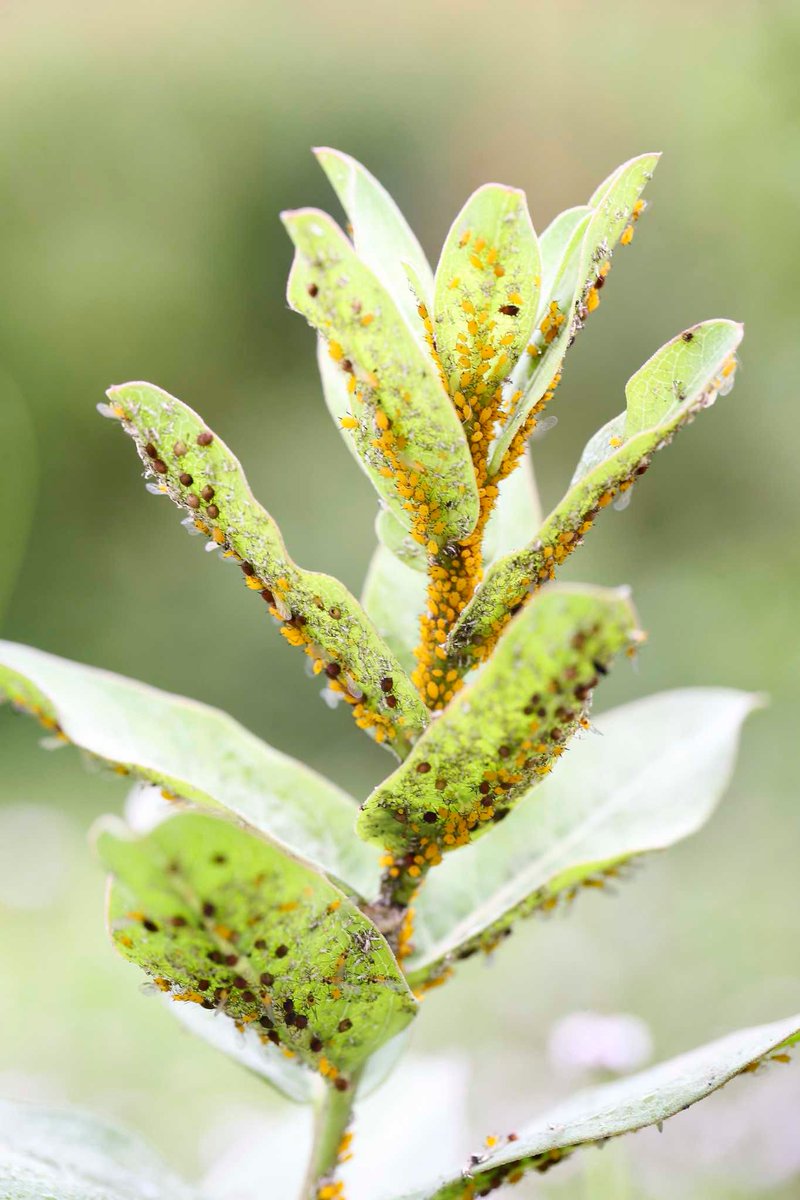 twfarmersmarket's tweet image. When you shop at The Woodlands Farmer's Market, you can talk to the farmer directly about the growing practices they use and especially how they tackle pests.
buff.ly/3gs2l2u
#TWFarmersMarket #TalktotheFarmer #EatShopLiveLocal