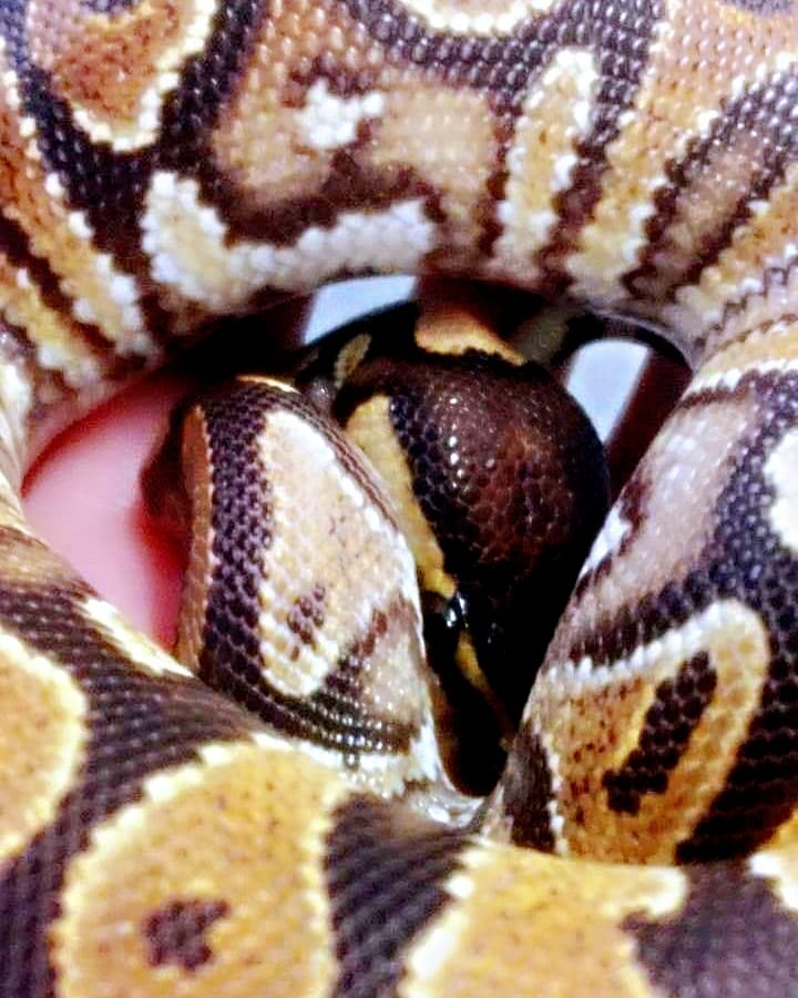 Reptalica1's tweet photo. Peekaboo from this gorgeous Royal/Ball python 😍🐍
#python #pythons #reptiles #snake
#pythonlove #ballpython #reptile
#pythonroyal #royalpython #snek
#ballpythons #pythonsnake
#snakes #reptilesuk #snakelover
#ukreptiles #reptilelover #snake🐍 #reptilephotography #snakelovers https://t.co/yOkSKOQqwf