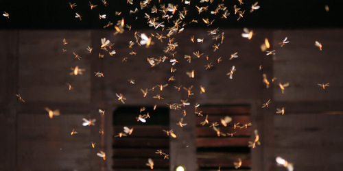 PhysRevE's tweet photo. Collective olfactory search in a turbulent environment, Mihir Durve, Lorenzo Piro, Massimo Cencini, Luca Biferale, and Antonio Celani #biophysics #turbulence #collectivemotion https://t.co/skCQMtZAMh. See Synopsis in @APSPhysicsEd at https://t.co/E8KPePH96E https://t.co/9LbYx5tgwk