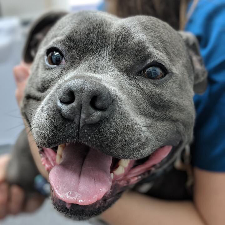 AnimaliusVet's tweet photo. Little Aruk is just so happy to be here! A mutual patient of both our specialist Medicine and Dermatology departments, he always brings an extra big smile along with him, no matter who he sees! https://t.co/r3PeQ6ARDB